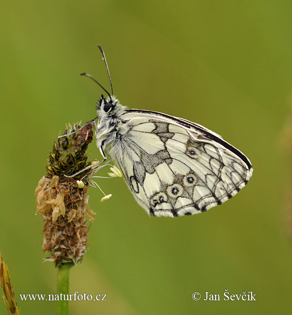 Očkáň timotejkový (Melanargia galathea)