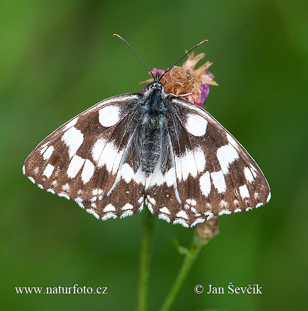 Očkáň timotejkový (Melanargia galathea)