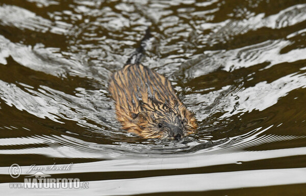 Ondatra pižmová (Ondatra zibethicus)