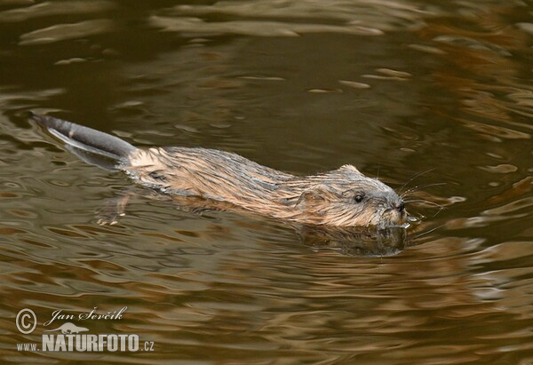 Ondatra pižmová (Ondatra zibethicus)