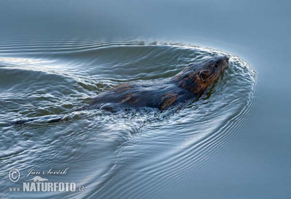 Ondatra pižmová (Ondatra zibethicus)