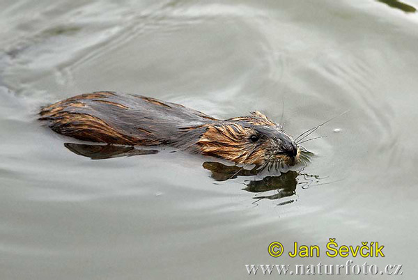 Ondatra pižmová (Ondatra zibethicus)