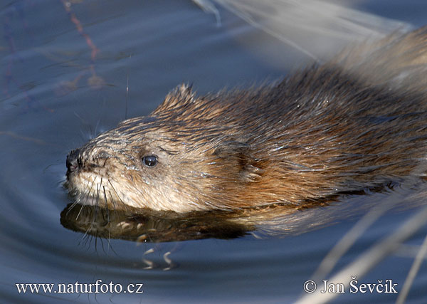 Ondatra pižmová (Ondatra zibethicus)