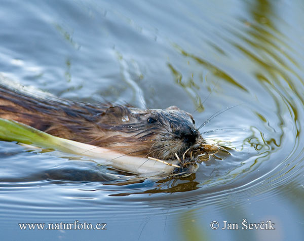 Ondatra pižmová (Ondatra zibethicus)