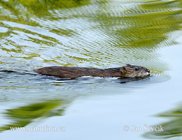 Ondatra pižmová (Ondatra zibethicus)