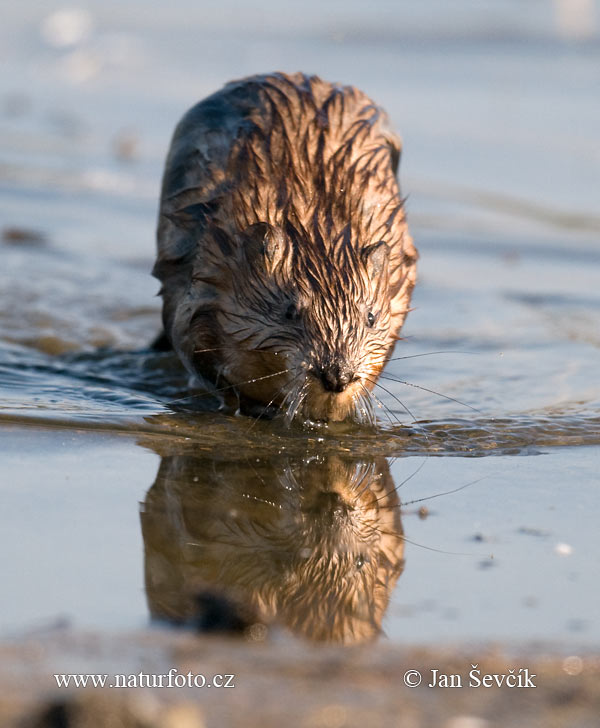 Ondatra pižmová (Ondatra zibethicus)