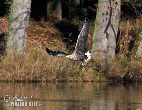 Orel mořský (Haliaeetus albicilla)