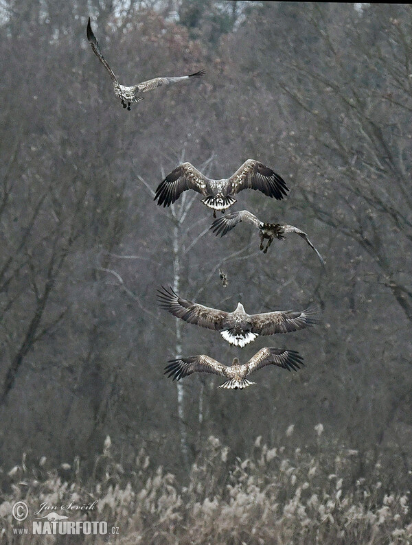 Orel mořský (Haliaeetus albicilla)