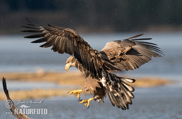 Orel mořský (Haliaeetus albicilla)