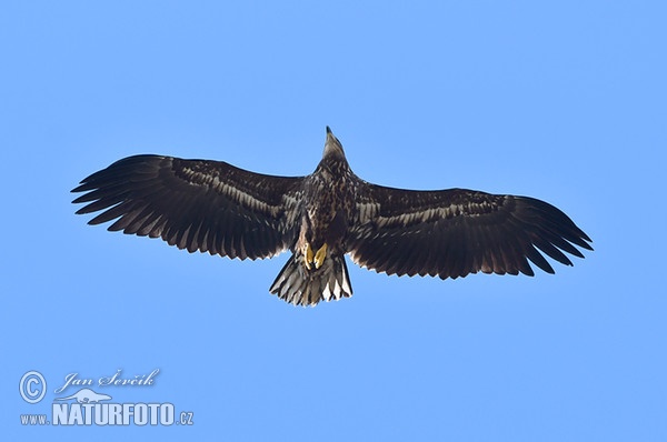 Orel mořský (Haliaeetus albicilla)