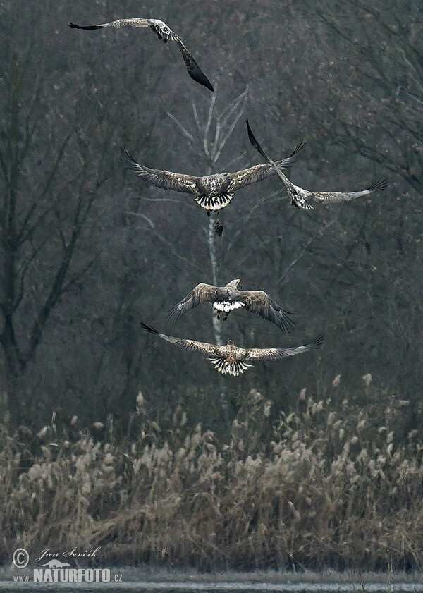 Orel mořský (Haliaeetus albicilla)