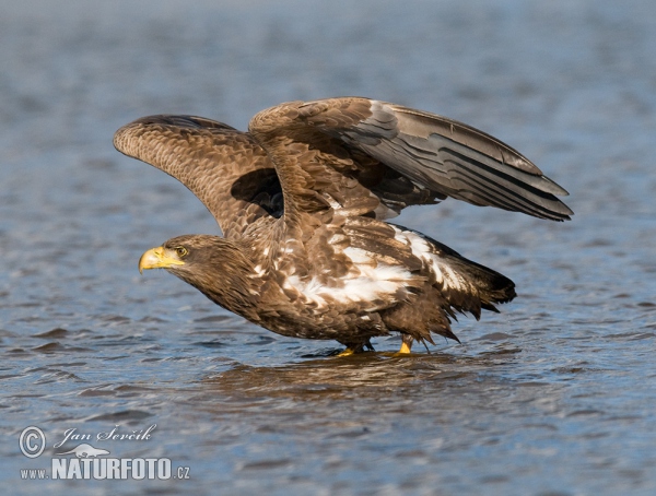 Orel mořský (Haliaeetus albicilla)