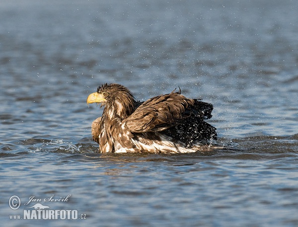 Orel mořský (Haliaeetus albicilla)