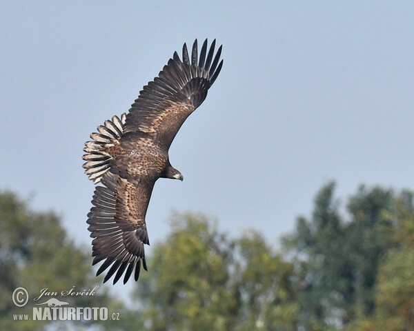 Orel mořský (Haliaeetus albicilla)