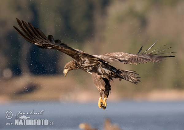 Orel mořský (Haliaeetus albicilla)