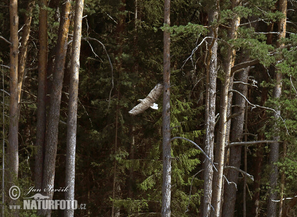 Orel mořský (Haliaeetus albicilla)