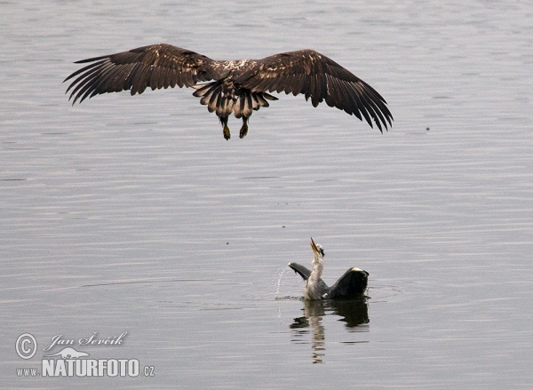 Orel mořský útok na volavku popelavou (Haliaeetus albicilla Ardea cinerea)