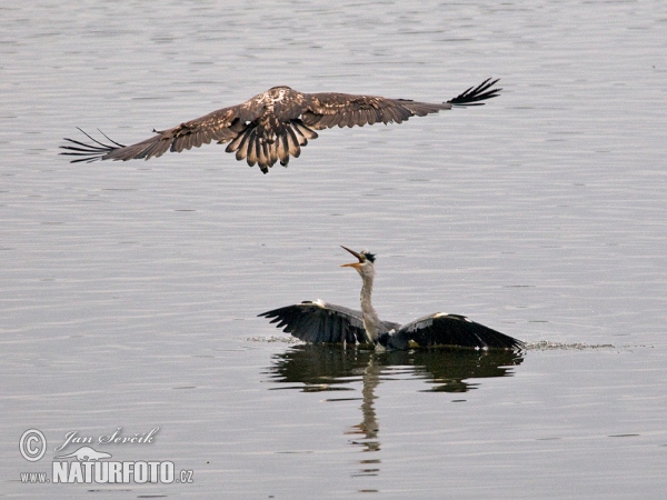 Orel mořský útok na volavku popelavou (Haliaeetus albicilla Ardea cinerea)