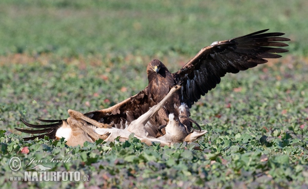 Orel skalní (Aquila chrysaetos)