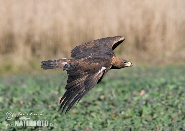 Orel skalní (Aquila chrysaetos)