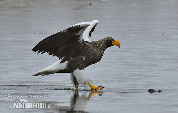 Orel východní (Haliaeetus pelagicus)