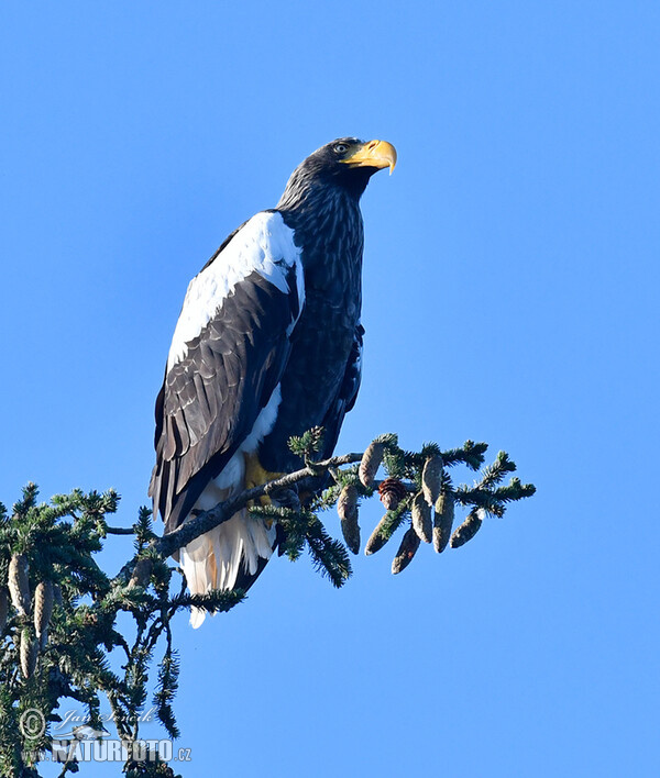 Orel východní (Haliaeetus pelagicus)