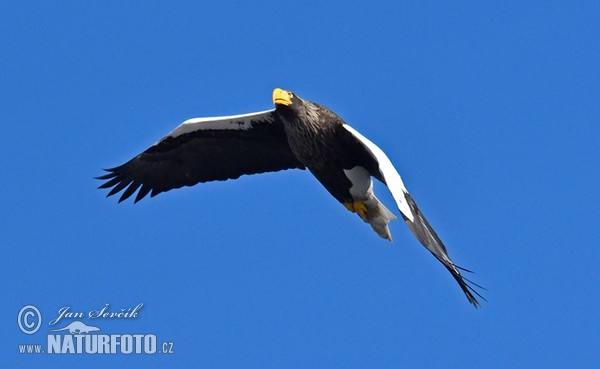 Orel východní (Haliaeetus pelagicus)