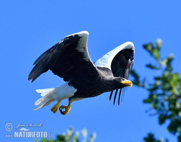 Orel východní (Haliaeetus pelagicus)