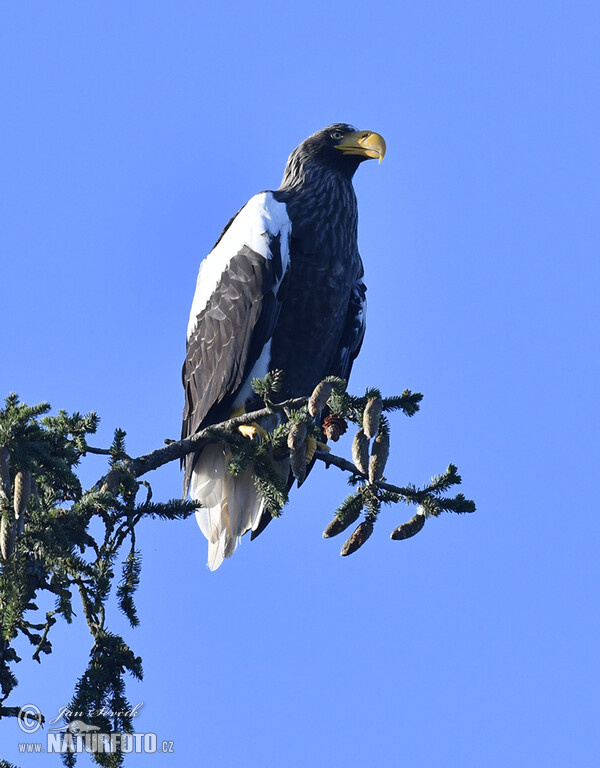 Orel východní (Haliaeetus pelagicus)