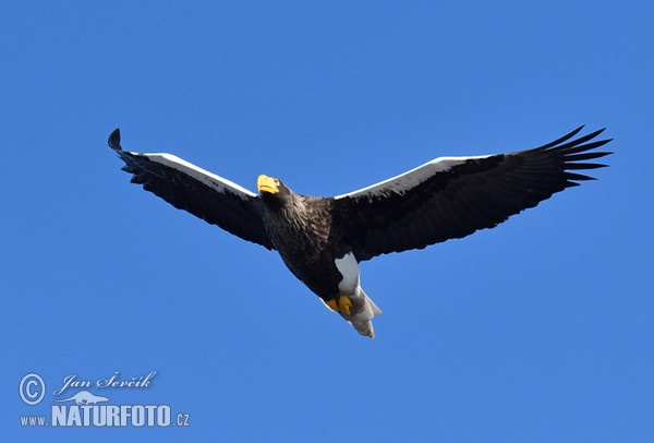 Orel východní (Haliaeetus pelagicus)