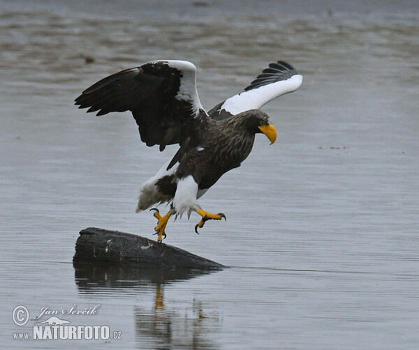 Orel východní (Haliaeetus pelagicus)