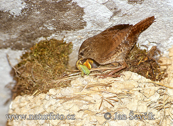 Oriešok hnedý (Troglodytes troglodytes)