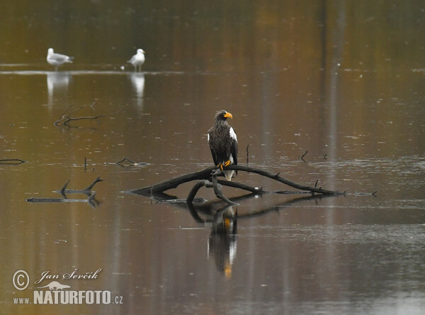 Orliak bielokrídly (Haliaeetus pelagicus)