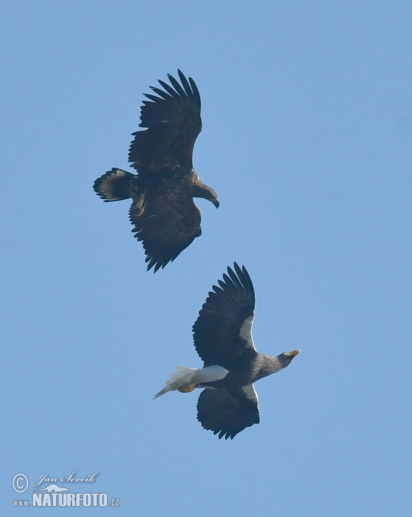 Orliak bielokrídly (Haliaeetus pelagicus, H.albicilla)