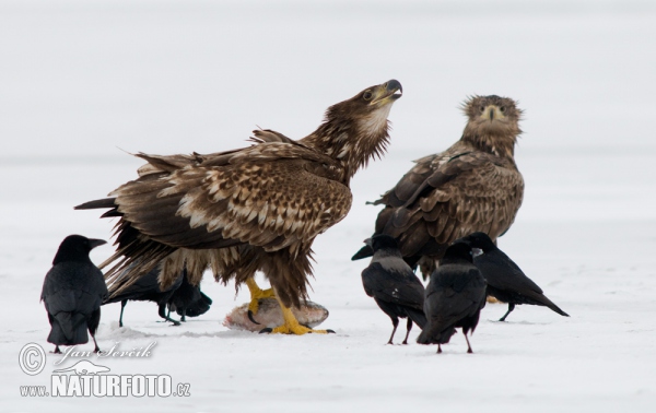 Orliak morský (Haliaeetus albicilla)