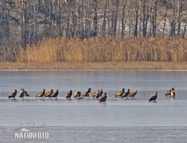 Orliak morský (Haliaeetus albicilla)