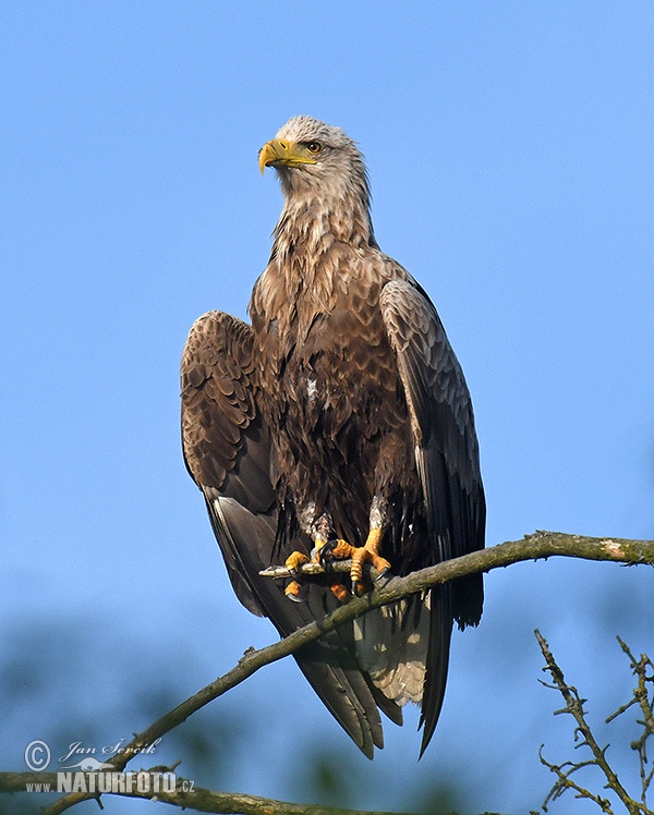 Orliak morský (Haliaeetus albicilla)