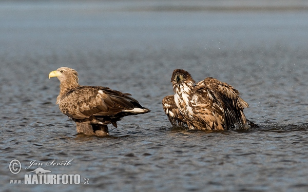 Orliak morský (Haliaeetus albicilla)