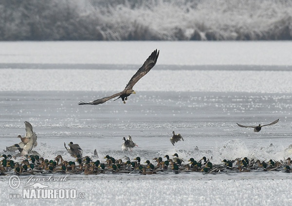 Orliak morský (Haliaeetus albicilla)