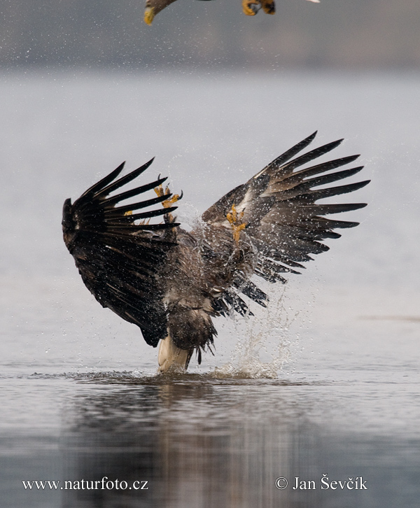 Orliak morský (Haliaeetus albicilla)