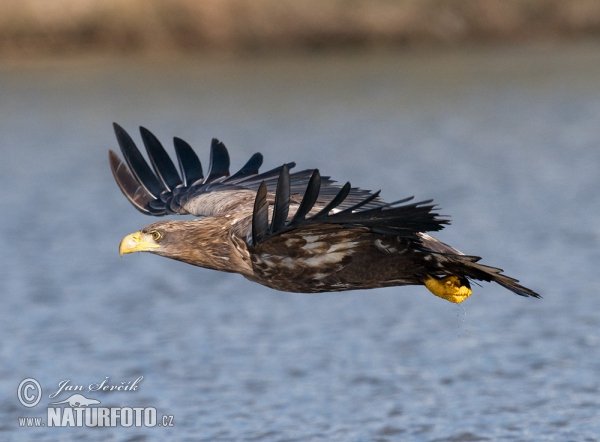 Orliak morský (Haliaeetus albicilla)