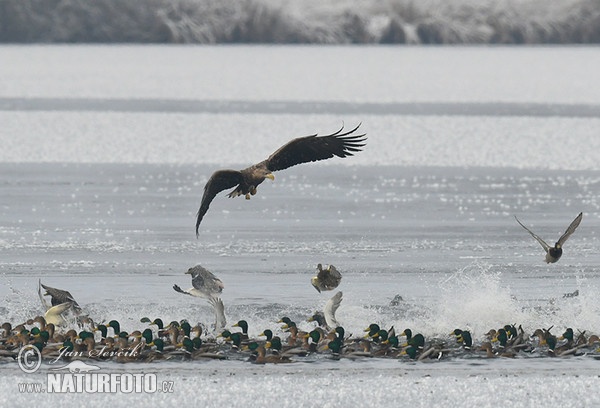 Orliak morský (Haliaeetus albicilla)