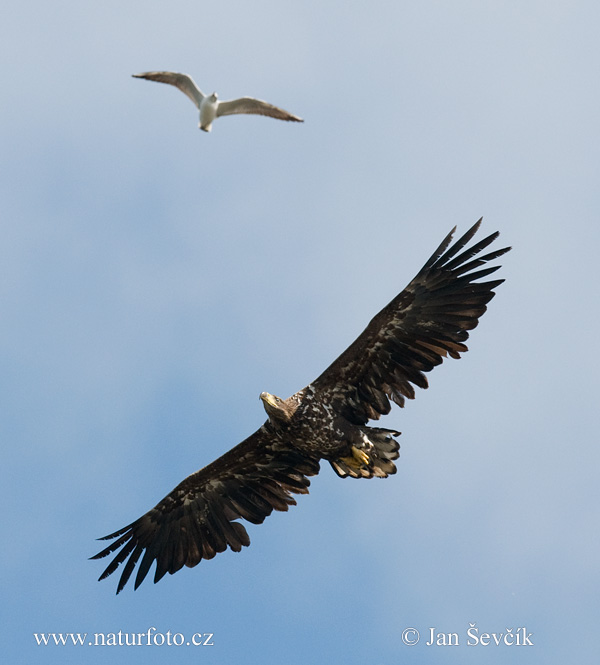 Orliak morský (Haliaeetus albicilla)