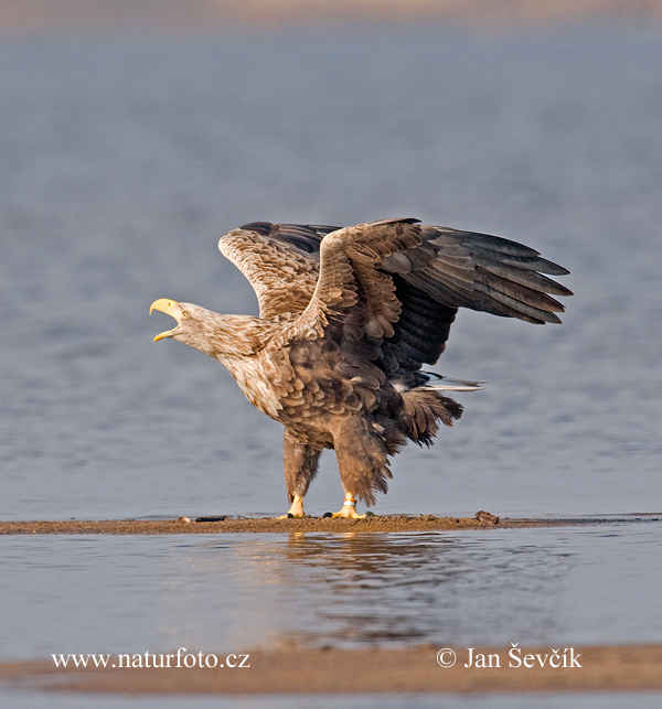 Orliak morský (Haliaeetus albicilla)