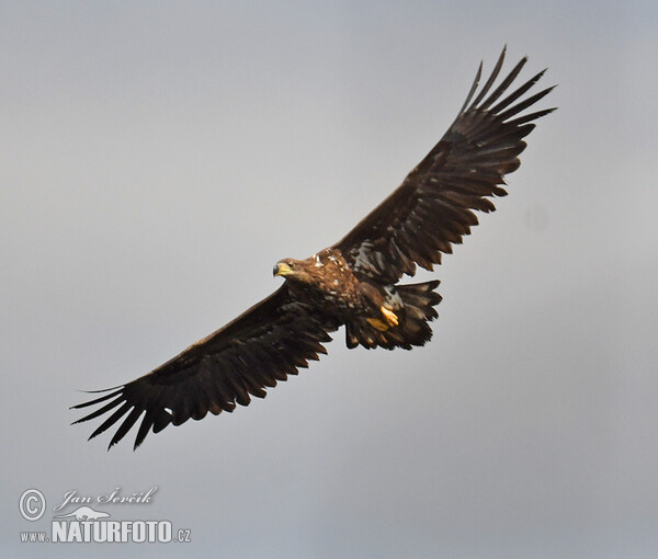 Orliak morský (Haliaeetus albicilla)