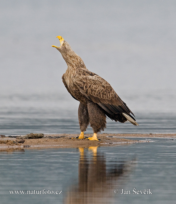 Orliak morský (Haliaeetus albicilla)