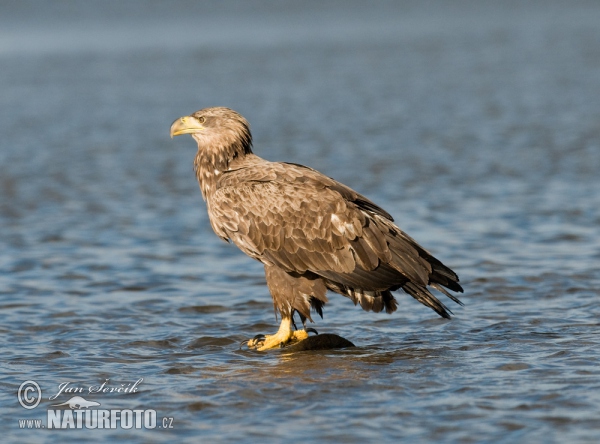 Orliak morský (Haliaeetus albicilla)