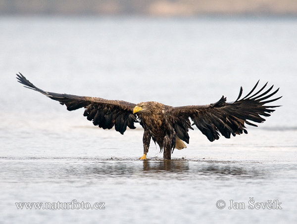 Orliak morský (Haliaeetus albicilla)