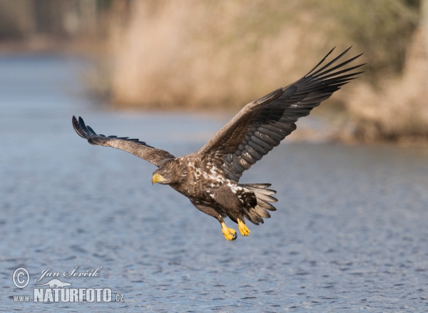 Orliak morský (Haliaeetus albicilla)