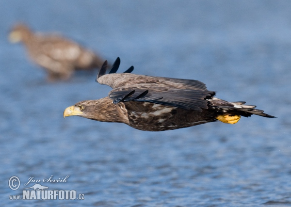 Orliak morský (Haliaeetus albicilla)